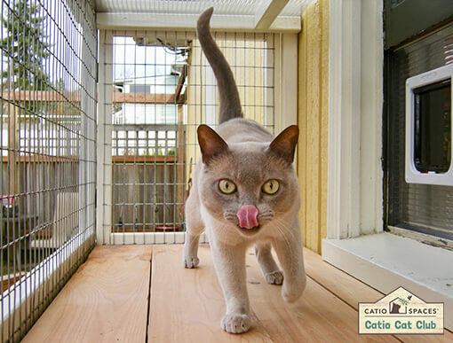 Catio Cat Club Smudgie Catiospaces