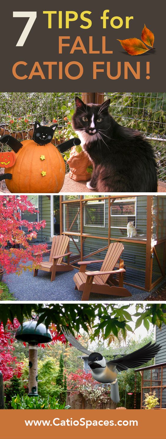 Don't iss these quick fall tips for keeping your catio fall-friendly and fun! 