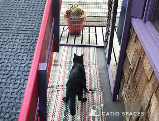 catio cat enclosure haven white catio spaces