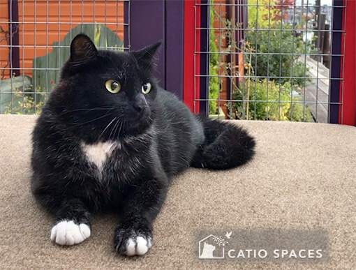 catio cat enclosure sanctuary bandit catio spaces