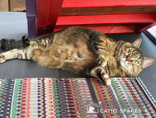 catio cat enclosure custom patio catio spaces