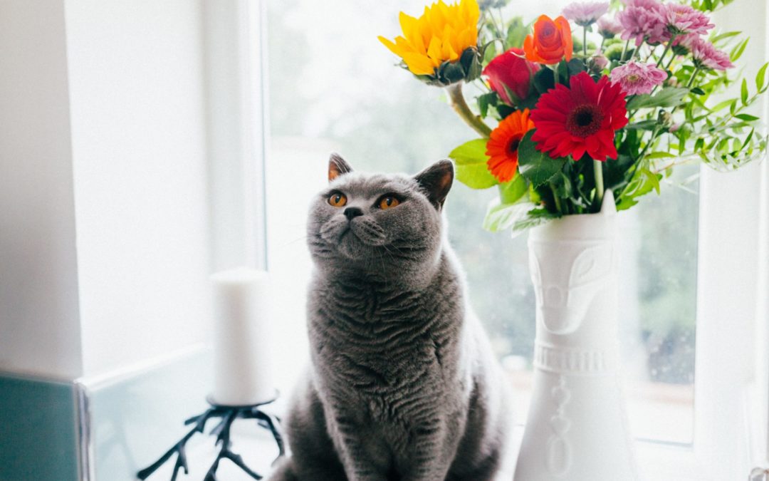 7 Ways to Enrich the Life of Your Cat in the New Year