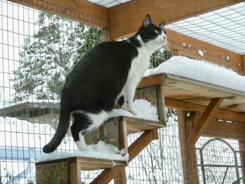 Catio Cat Enclosure Cat Snow Steps Catiospaces[597]