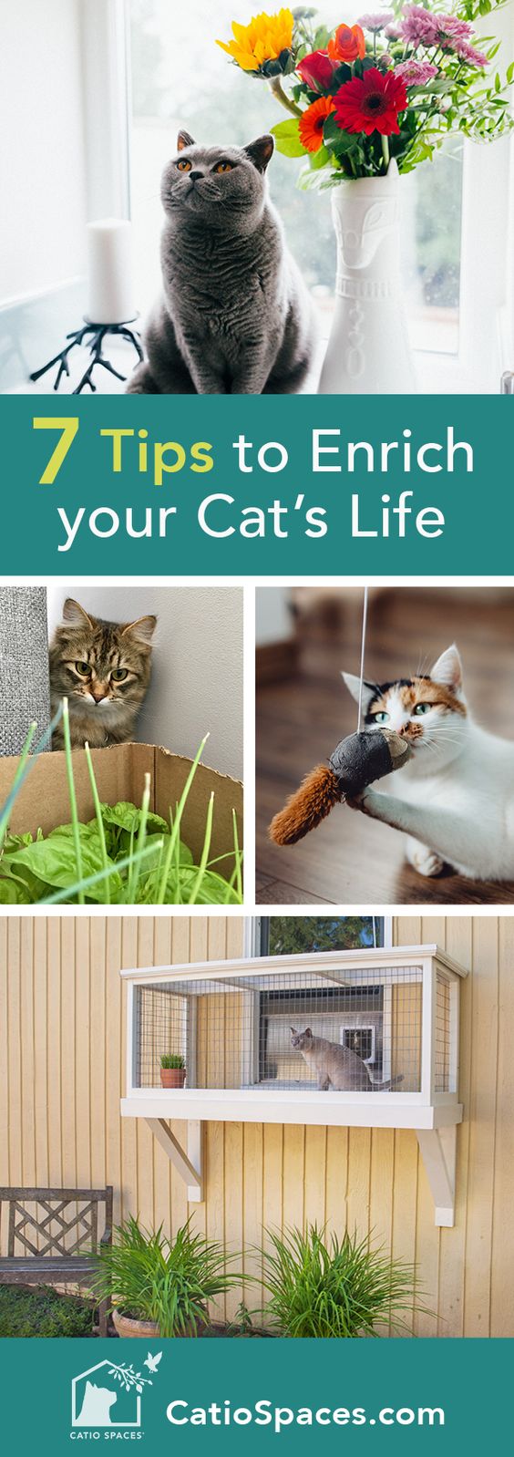 7 Ways to Enrich the Life of Your Cat in the New Year - Catio Spaces