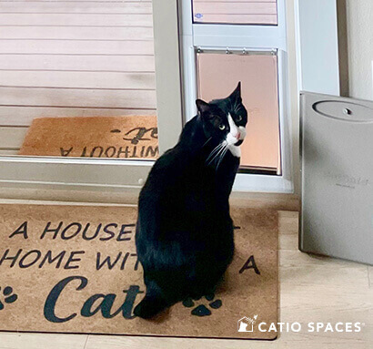 Choosing a Cat Door for Your Catio by Catio Spaces