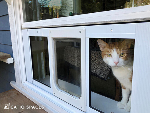 Homemade cat window store door