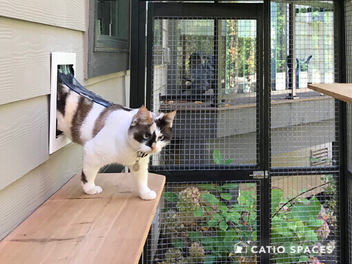 cat window door tunnel