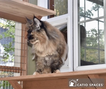 Choosing a Cat Door for Your Catio by Catio Spaces