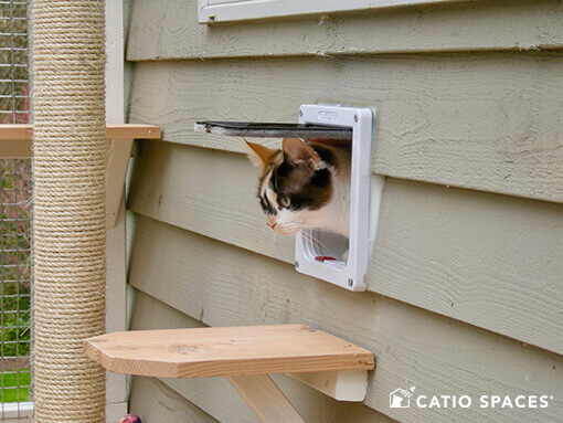 Choosing a Cat Door for Your Catio by Catio Spaces