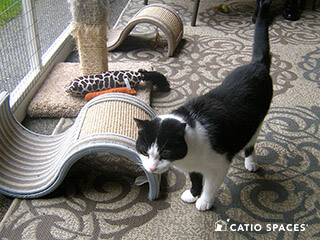 Catio Cat Enclosure Cat Scratch Catiospaces 320 Wm