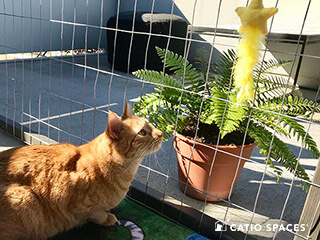 Decorating your Catio by Catio Spaces