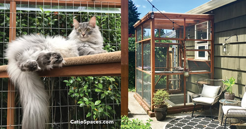 Choosing a Cat Door for Your Catio by Catio Spaces