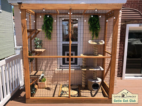 Join Our Catio Cat Club - Catio Spaces