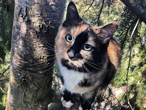 How Two Door Dashing Cat s Families Found Peace with a Catio Catio Spaces