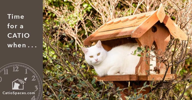 Catio Cat Enclosure Time Birdhouse Catiospaces