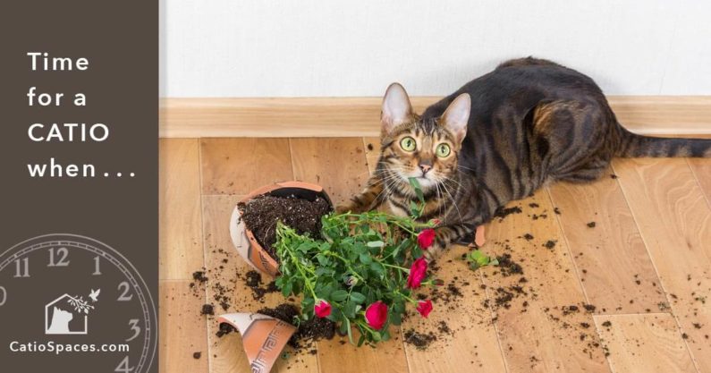 Catio Cat Enclosure Time Broken Pot Catiospaces