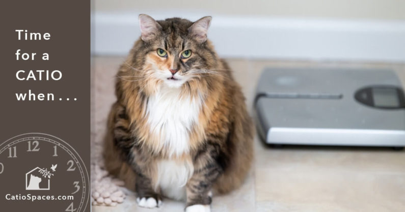 Catio Cat Enclosure Time Overweight Catiospaces
