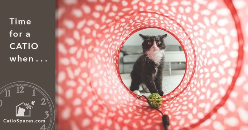 Catio Cat Enclosure Time Red Tunnel Catiospaces