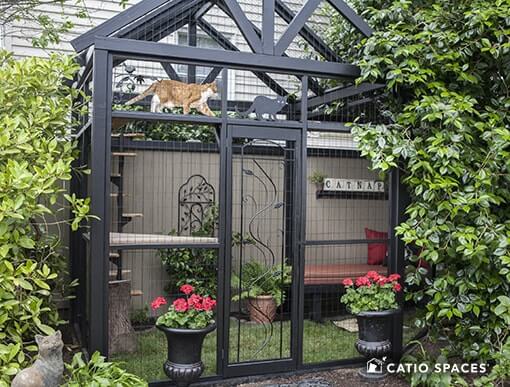 A catio shop