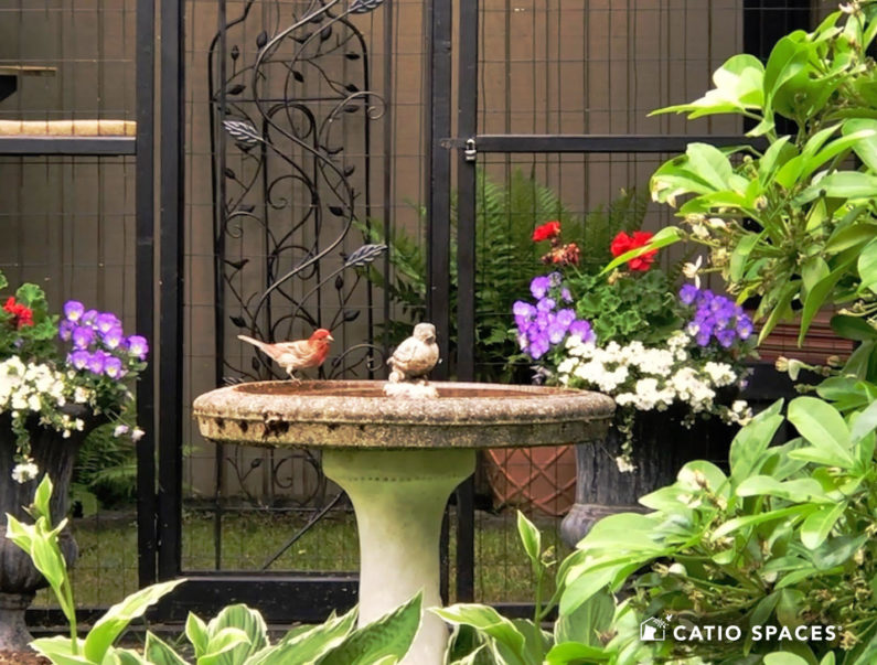 Bird On Birdbath Catio Spaces