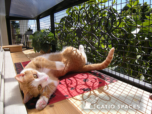 Window catios for store cats