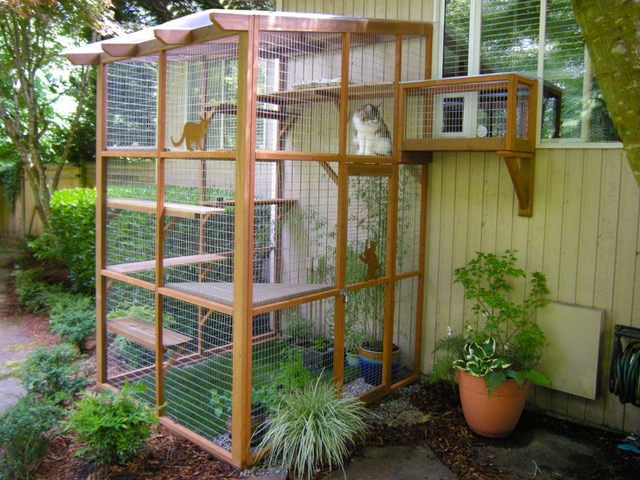 Are Catios Coyote-Safe? - Catio Spaces