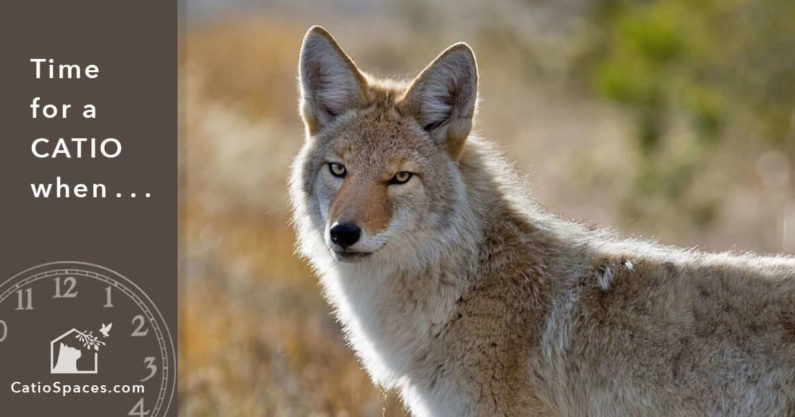 Coyote