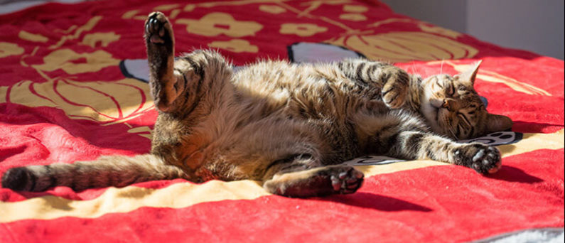 Siesta Cat Red Blanket