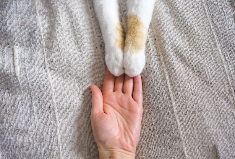 Paws