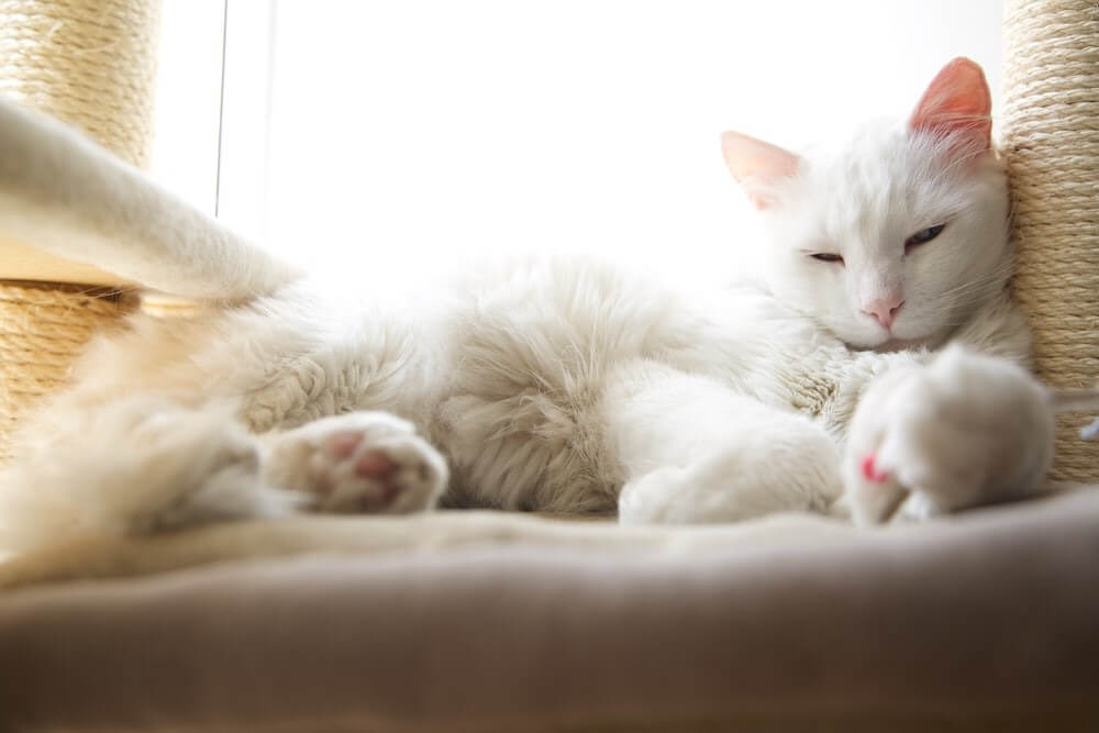 White Cat Relax