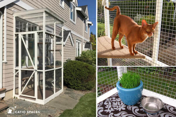 Catio Tours Seattle