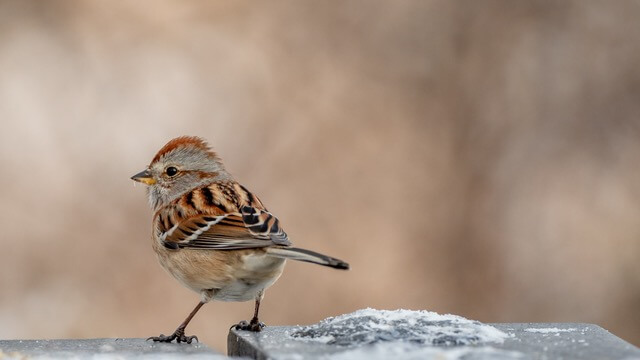 Dreamstime American Tree Sparrow