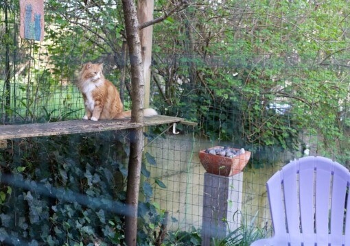 Seattle Catio Tour Cat