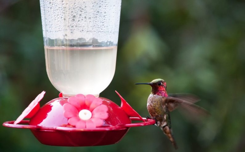 Hummingbird Feeders