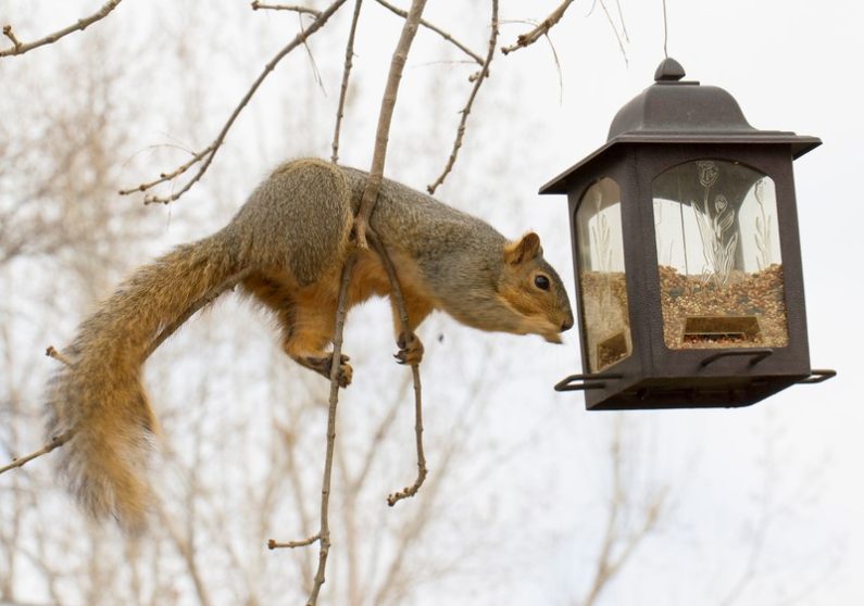 squirrel bird food catapult