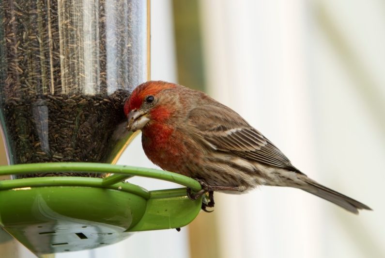 Thistle Feeder