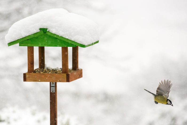 Winter bird feeder cam – Great tits