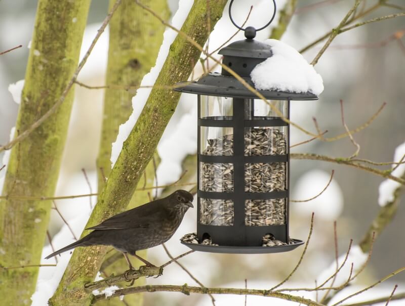 Winter Birdfeeder