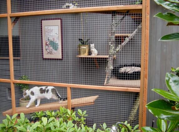 Catio cat with one leg walking down a ramp in adapted catio for disabled cats