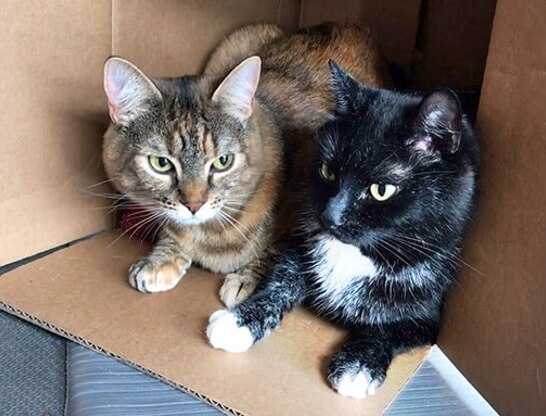 Rosemary Boots cats sitting in cardboard box