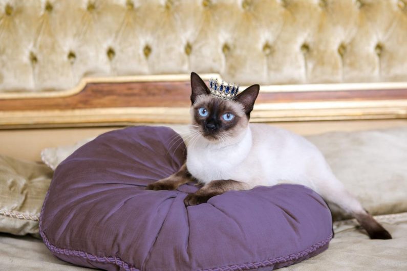 Cat Royalty: Give Your Cat the Royal Treatment in the New Year