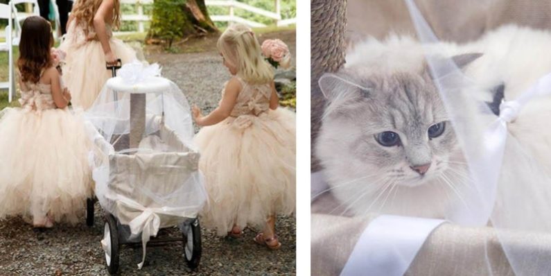 Wedding Cat