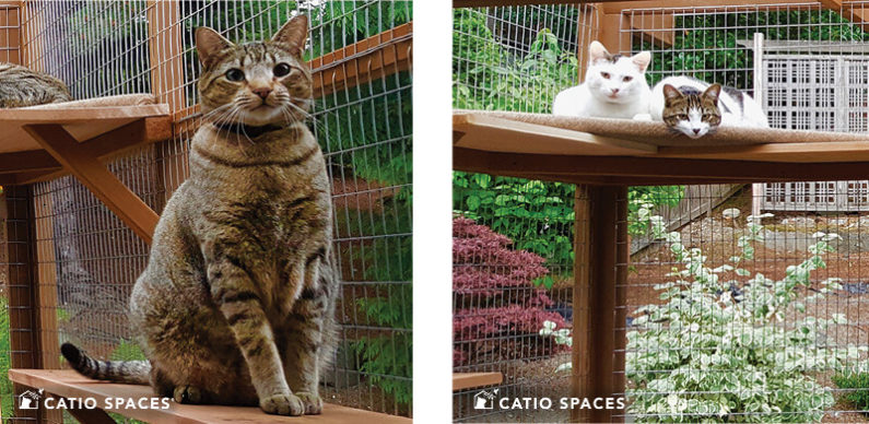 Catio Cat Enclosure Interior 2up Deck