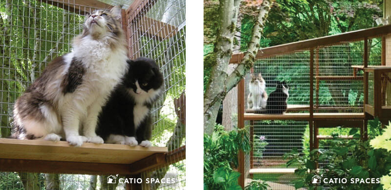 Catio Cat Enclosure Interior 2up Garden Beard Haven 