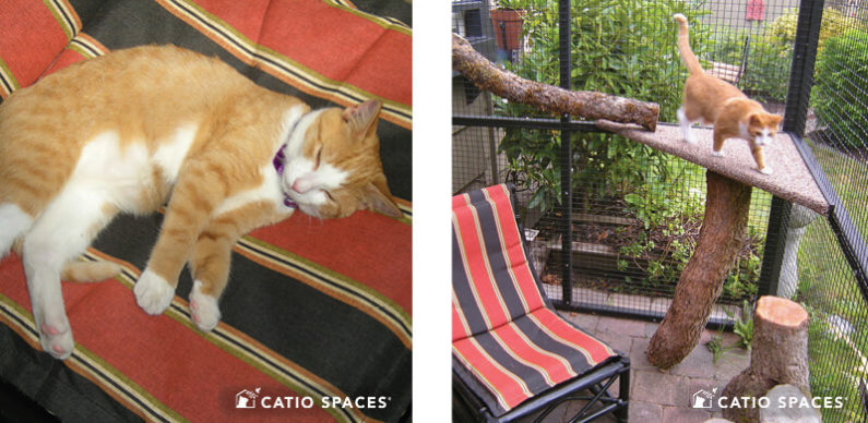 Catio Cat Enclosure Interior 2up Patio Serena Sanctuary 