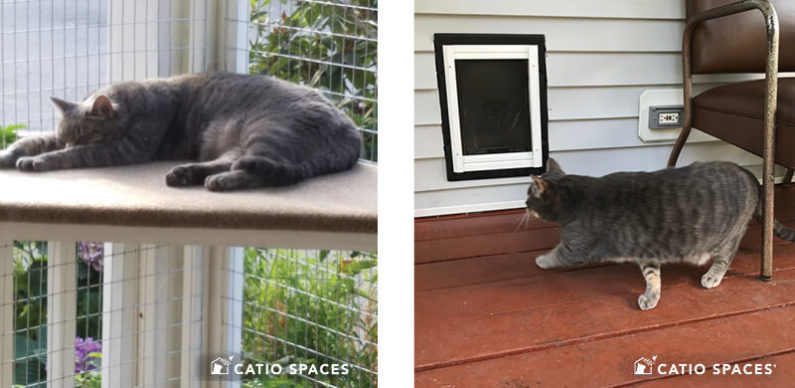 Catio Cat Enclosure Interior 2up Porch Cat Door