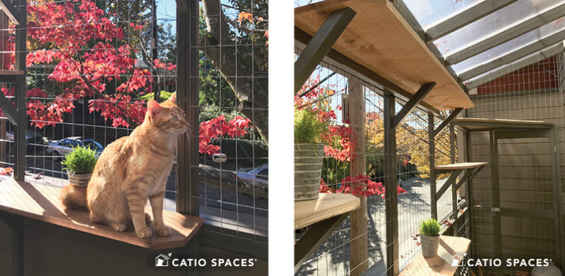 Catio Cat Enclosure Interior 2up Urban Deck Shires