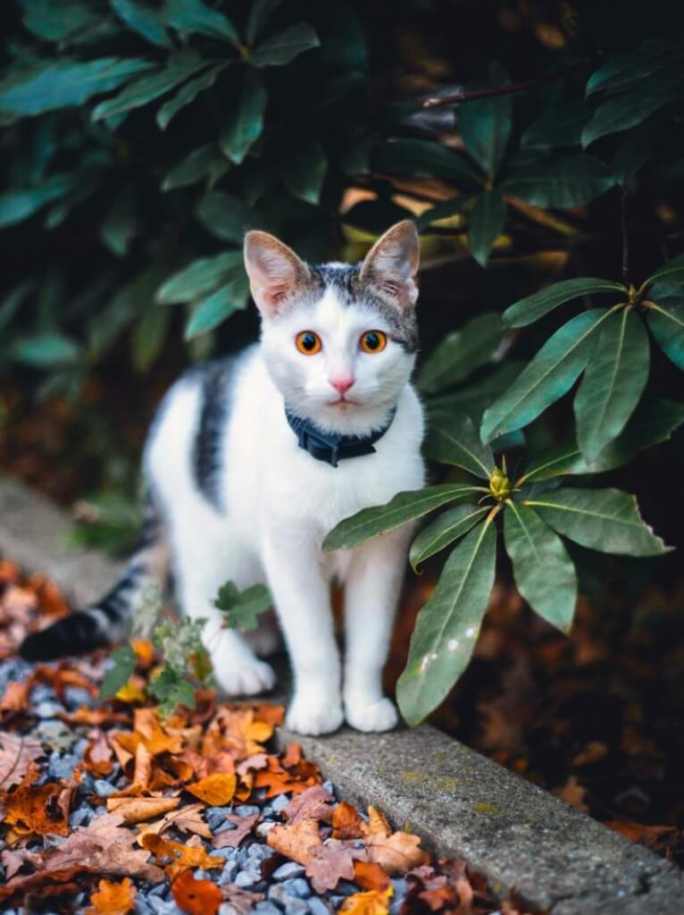 Cat In Bushes Lost Cat Blog