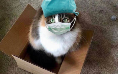 Cats in Quarantine Go Crazy for DIY Catios
