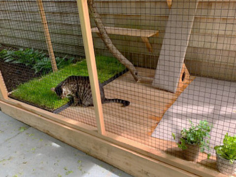 Cats in Quarantine Go Crazy for DIY Catios - Catio Spaces